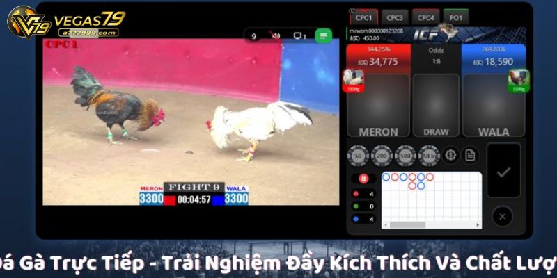 đá gà trực tiếp